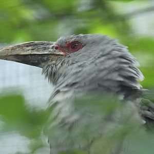 Channel-billed cuckoo (Scythrops novaehollandiae)