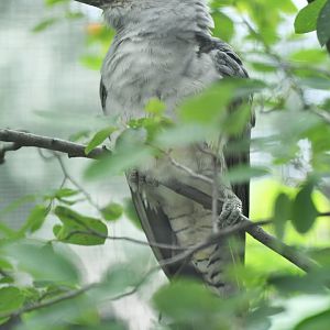 Channel-billed cuckoo (Scythrops novaehollandiae)