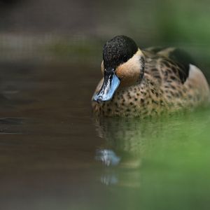 Hottentot teal (Spatula hottentota)
