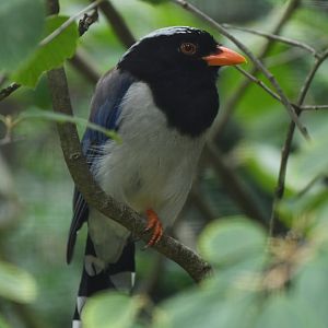 Red-billed blue magpie (Urocissa erythroryncha)