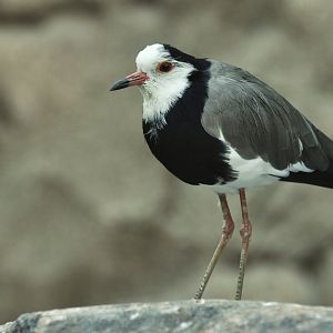 Long-toed lapwing (Vanellus crassirostris)