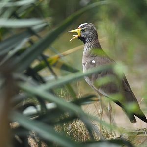 African wattled lapwing (Vanellus senegallus)