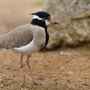 Black-headed plover (Vanellus tectus)