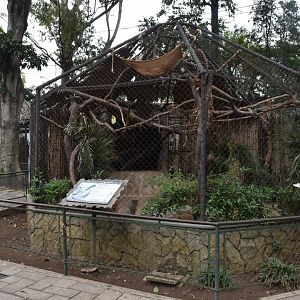 Tamandua and Keel-Billed Toucan exhibit