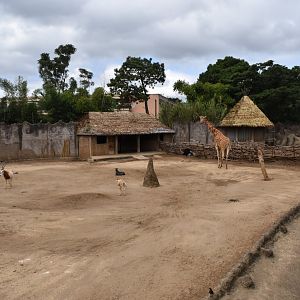 African Savannah exhibit - Giraffe, Scimitar horned oryx, ostriches & Barbary sheep