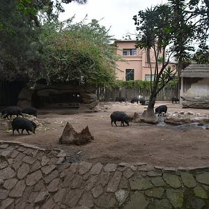 White-lipped Peccary