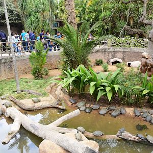 Caiman and turtles mixed exhibit
