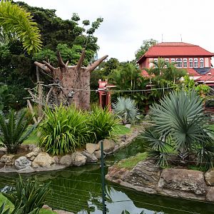 Ring-tailed lemur exhibit