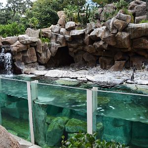 Humboldt penguin exhibit