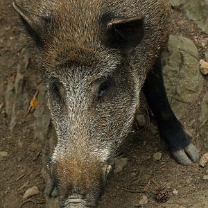 Central European wild boar (Sus scrofa scrofa), 2008-08-02