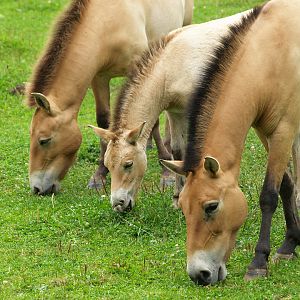 Przewalski's wild horses (Equus ferus przewalskii), 2008-08-02