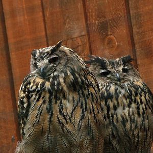 Eurasian eagle owls, 2008-08-02