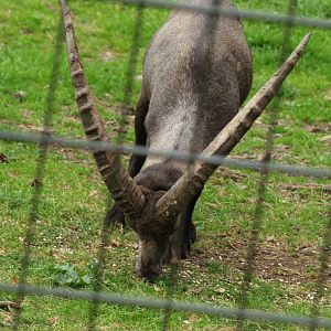 Alpine ibex (Capra ibex), 2008-08-02