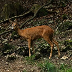European roe deer (Capreolus capreolus), 2008-08-02