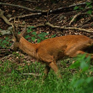 European roe deer (Capreolus capreolus), 2008-08-02