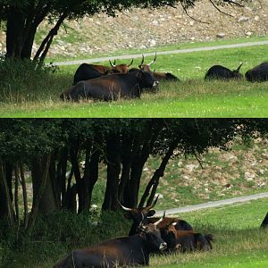 Heck cattle (Bos taurus taurus), 2008-08-02