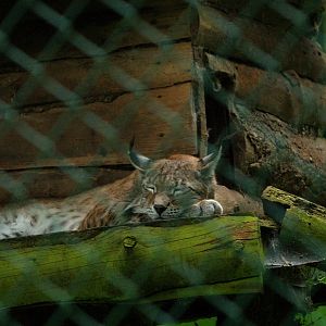 Eurasian lynx (Lynx lynx lynx), 2008-08-02