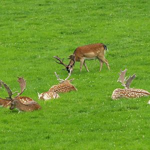 Common fallow deer herd (Dama dama), 2008-08-02