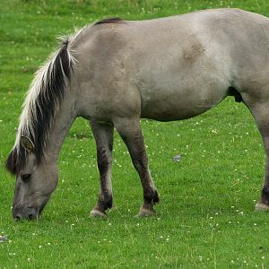 Heck horse (Equus ferus caballus), 2008-08-02
