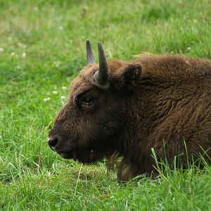 Juvenile wisent (Bison bonasus), 2008-08-02