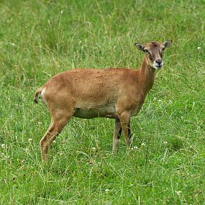 European mouflon ewe (Ovis orientalis musimon), 2008-08-02