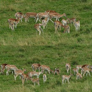 Common fallow deer herd (Dama dama), 2008-08-02