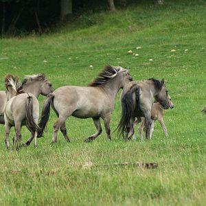 Heck horse herd (Equus ferus caballus), 2008-08-02
