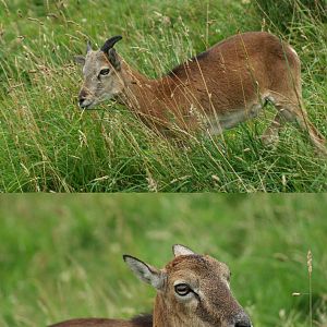 European mouflon ewe (Ovis orientalis musimon), 2008-08-02