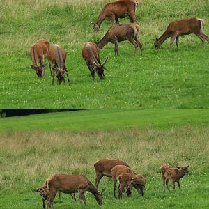 Central European red deer herd (Cervus elaphus hippelaphus), 2008-08-02