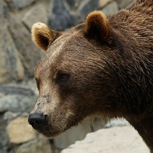 Eurasian brown bear (Ursus arctos arctos), 2008-08-02