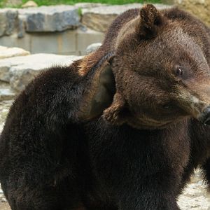 Eurasian brown bear (Ursus arctos arctos) scratching itself, 2008-08-02