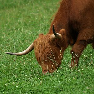 Scottish Highland cattle (Bos taurus taurus), 2008-08-02
