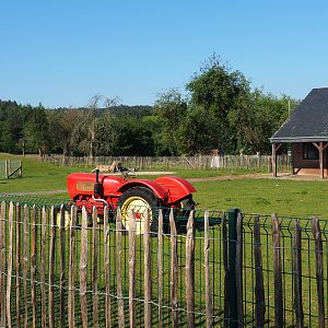 Domestic goat and domestic sheep paddock, 2020-07-12