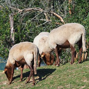 Ardense voskop sheep (Ovis aries), 2020-07-12