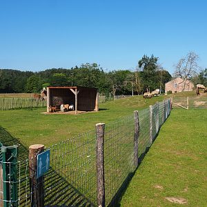 Domestic goat and domestic sheep paddock, 2020-07-12