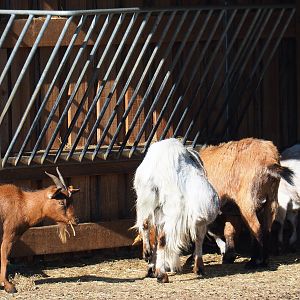 Domestic goats (Capra aegagrus hircus), 2020-07-12