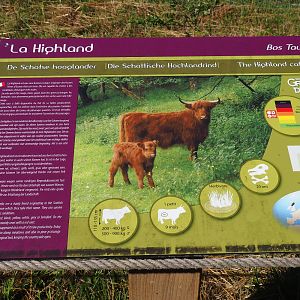 Scottish Highland cattle signage, 2020-07-12