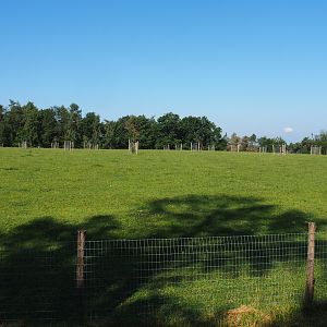 Scottish Highland cattle meadow, 2020-07-12