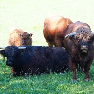 Scottish Highland cattle (Bos taurus taurus), 2020-07-12
