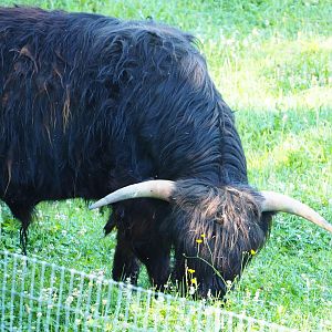 Black Scottish Highland cattle bull (Bos taurus taurus), 2020-07-12