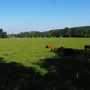 Scottish Highland cattle meadow, 2020-07-12