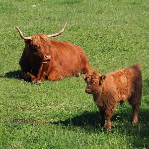 Scottish Highland cattle (Bos taurus taurus), 2020-07-12