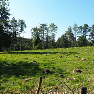 Second Eurasian forest reindeer paddock, 2020-07-12