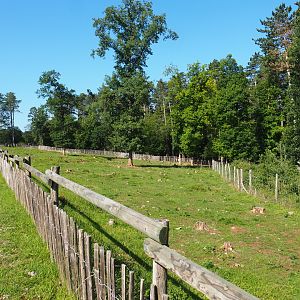 First Eurasian forest reindeer paddock, 2020-07-12