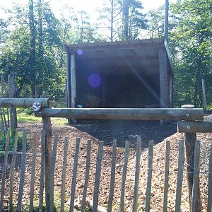 Second Eurasian forest reindeer paddock shelter area, 2020-07-12