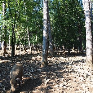 Central European wild boar paddock, 2020-07-12
