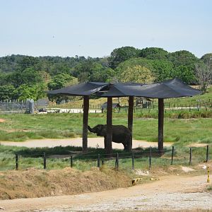 African elephant exhibit