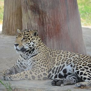 Jaguar