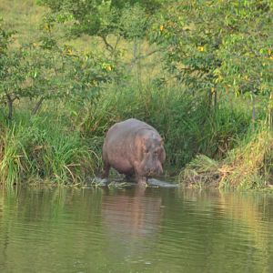 Wild Hippo