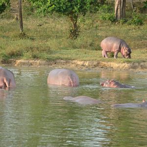 Wild Hippo group